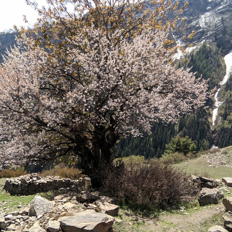 Cherry Blossoms